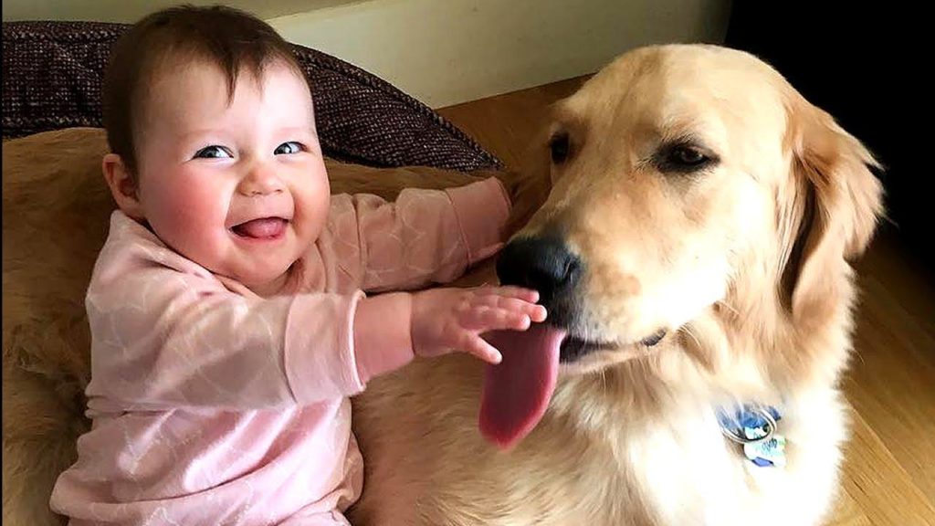 Chó Golden – người bạn tuyệt vời cho các sen con