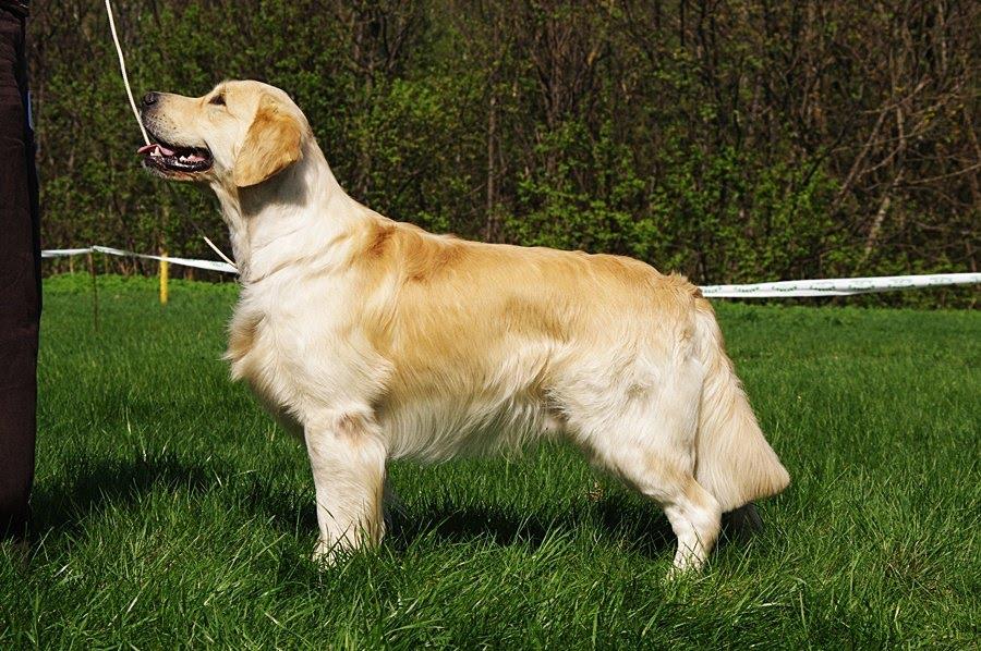 Golden Retriever là giống chó nguồn gốc từ Scotland, Anh