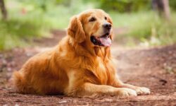Chó Golden Retriever – Chú cún mặt “Đần” yêu ngay từ cái nhìn đầu tiên