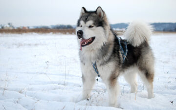 Chó Alaska – Chú cún khổng lồ với trái tim bé bỏng