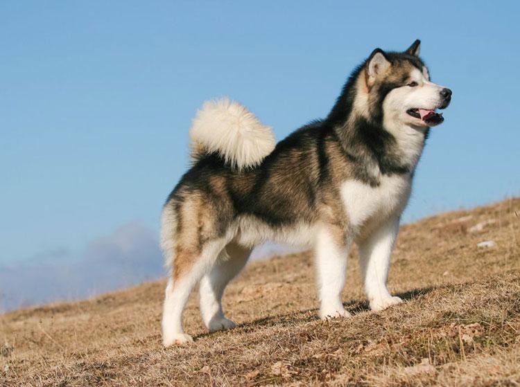 Chó Alaska sở hữu thân hình rất cân đối