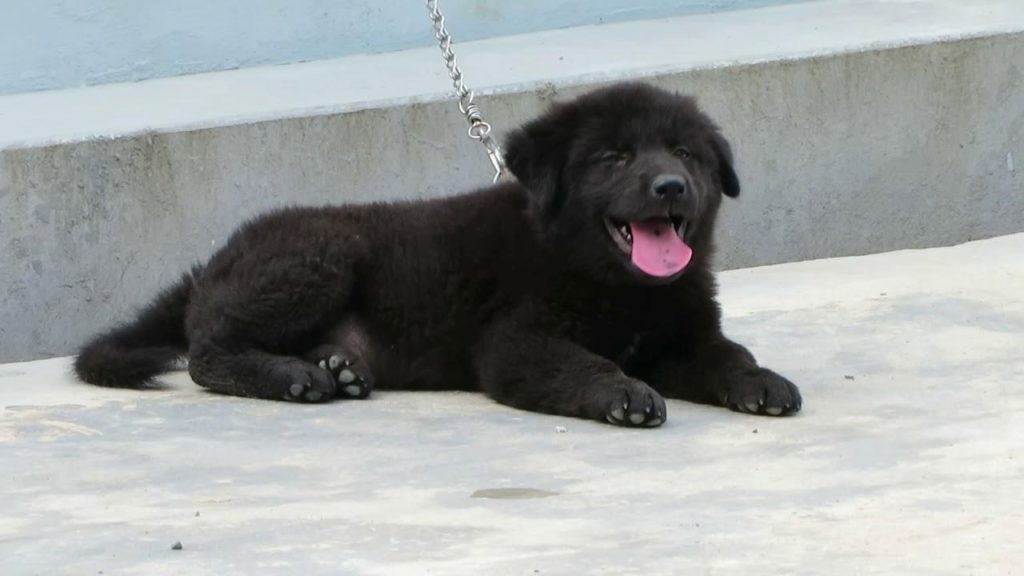 Một chú chó Bắc Hà có lông đen tuyền 