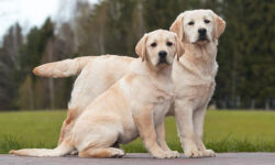 Chó Labrador Retriever – Chú cún tha môi thông minh, thân thiện và siêu dễ thương