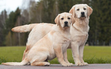 Chó Labrador Retriever – Chú cún tha môi thông minh, thân thiện và siêu dễ thương