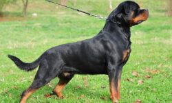 Tìm hiểu nguồn gốc, đặc điểm và cách chăm sóc chó Rottweiler