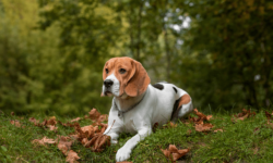 Chó Beagle – Chú cún săn thỏ với chiếc mũi siêu thính