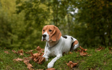 Chó Beagle – Chú cún săn thỏ với chiếc mũi siêu thính