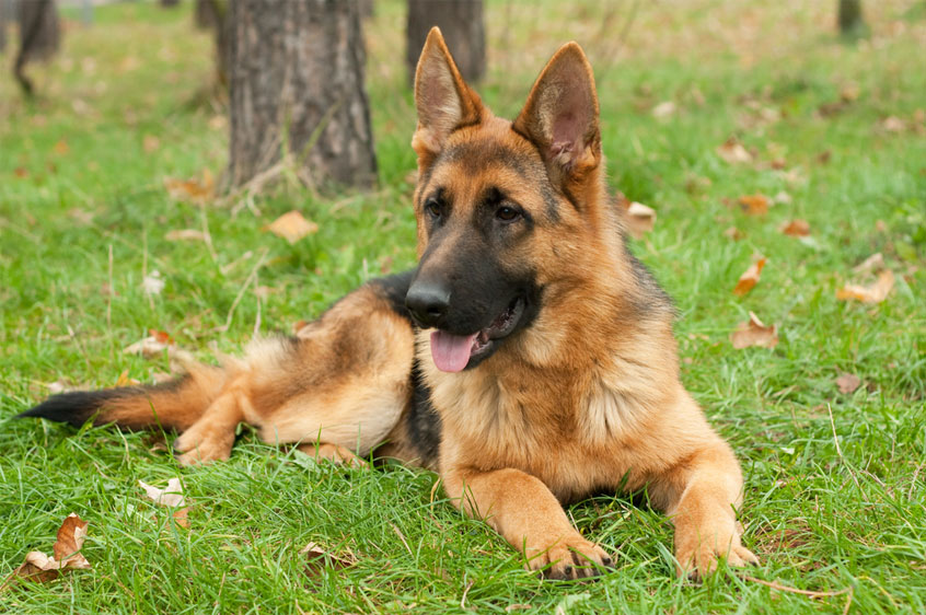 Lựa chọn chó becgie đức thuần chủng đẹp để nuôi và huấn luyện