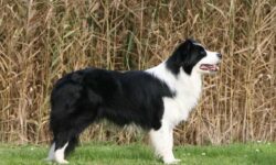 Tìm hiểu nguồn gốc, đặc điểm và cách nuôi chó Border Collie