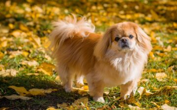 Tìm hiểu nguồn gốc, đặc điểm và cách nuôi chó Bắc Kinh