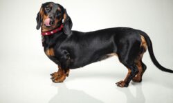 Chó lạp xưởng (Dachshunds) – chú chó ngộ nghĩnh, đáng yêu