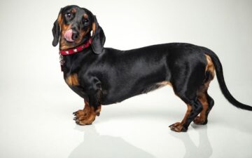 Chó lạp xưởng (Dachshunds) – chú chó ngộ nghĩnh, đáng yêu