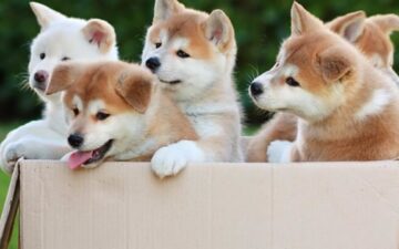 Tìm hiểu nguồn gốc, đặc điểm và cách nuôi chó Akita