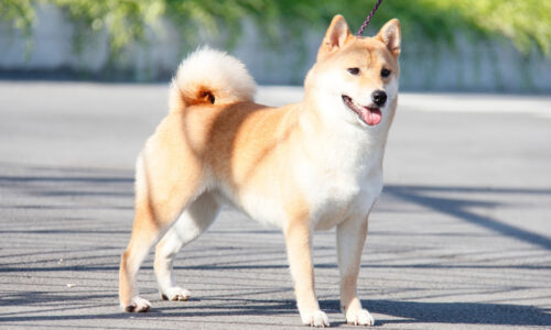 Chó shiba – chú chó Nhật Bản siêu thông minh