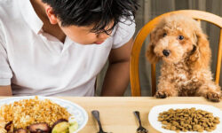 Top 12 thức ăn cho chó con an toàn nhất 2022
