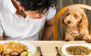 Top 12 thức ăn cho chó con an toàn nhất 2023
