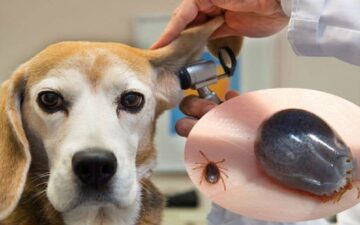 Top 5 loại thuốc trị ve chó hiệu quả và an toàn 2022