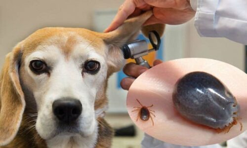 Top 5 loại thuốc trị ve chó hiệu quả và an toàn 2022