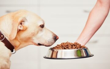 Top 12 thức ăn dành cho chó được ưa chuộng nhất hiện nay