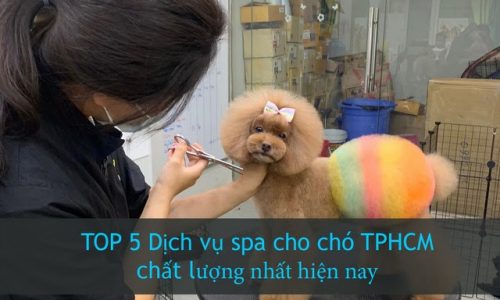 Top 5 dịch vụ spa cho chó TPHCM chất lượng nhất hiện nay